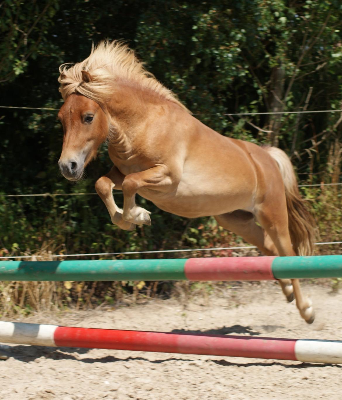 Shetlænder | Skovly's Balou - Springet er 50 cm - han nåede op på 65!  billede 20