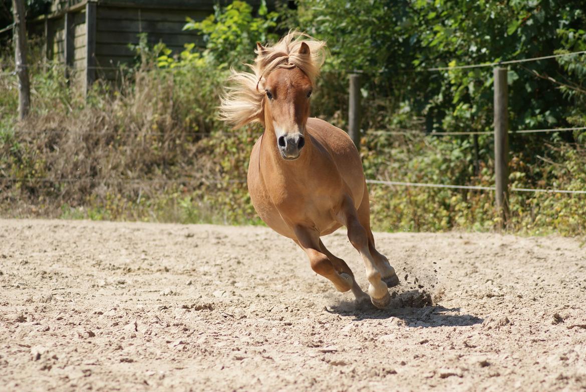 Shetlænder | Skovly's Balou billede 14