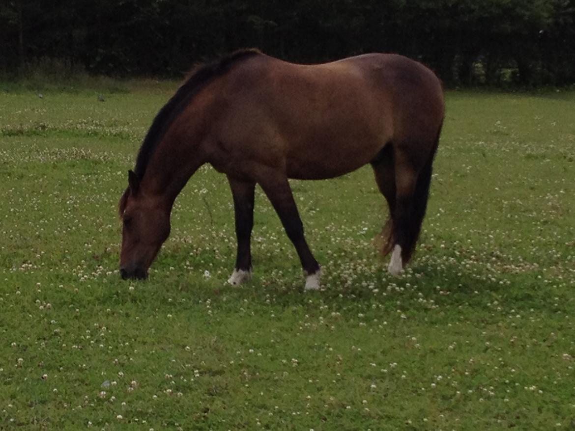 Anden særlig race jamie billede 15