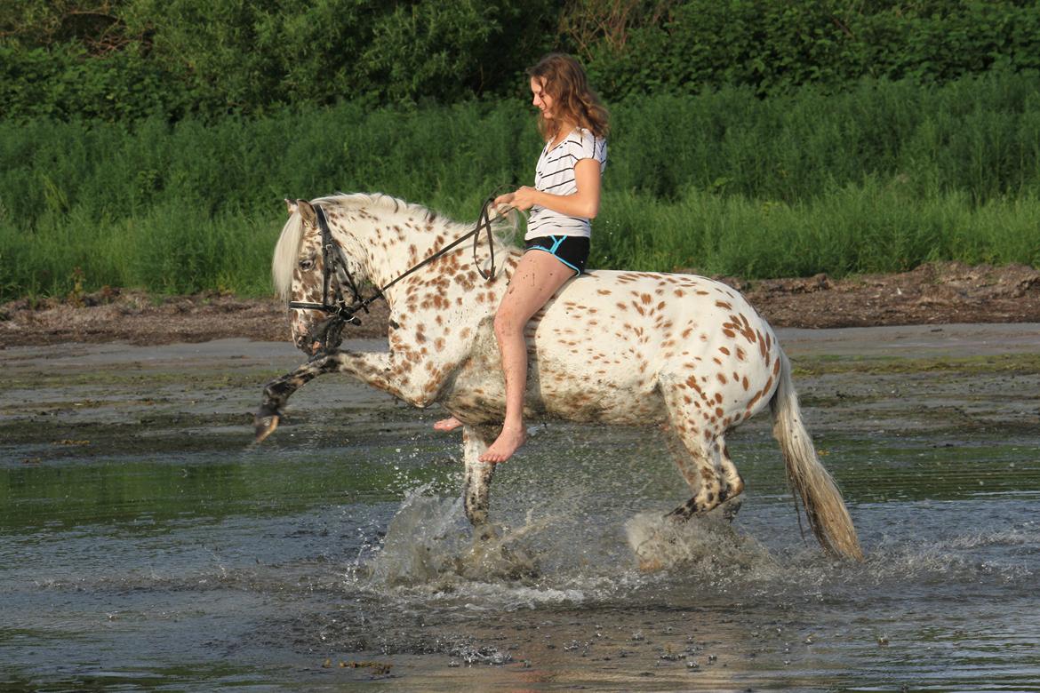 Appaloosa Collin-N - På Stranden.. Lille hidsig prop ;p billede 7