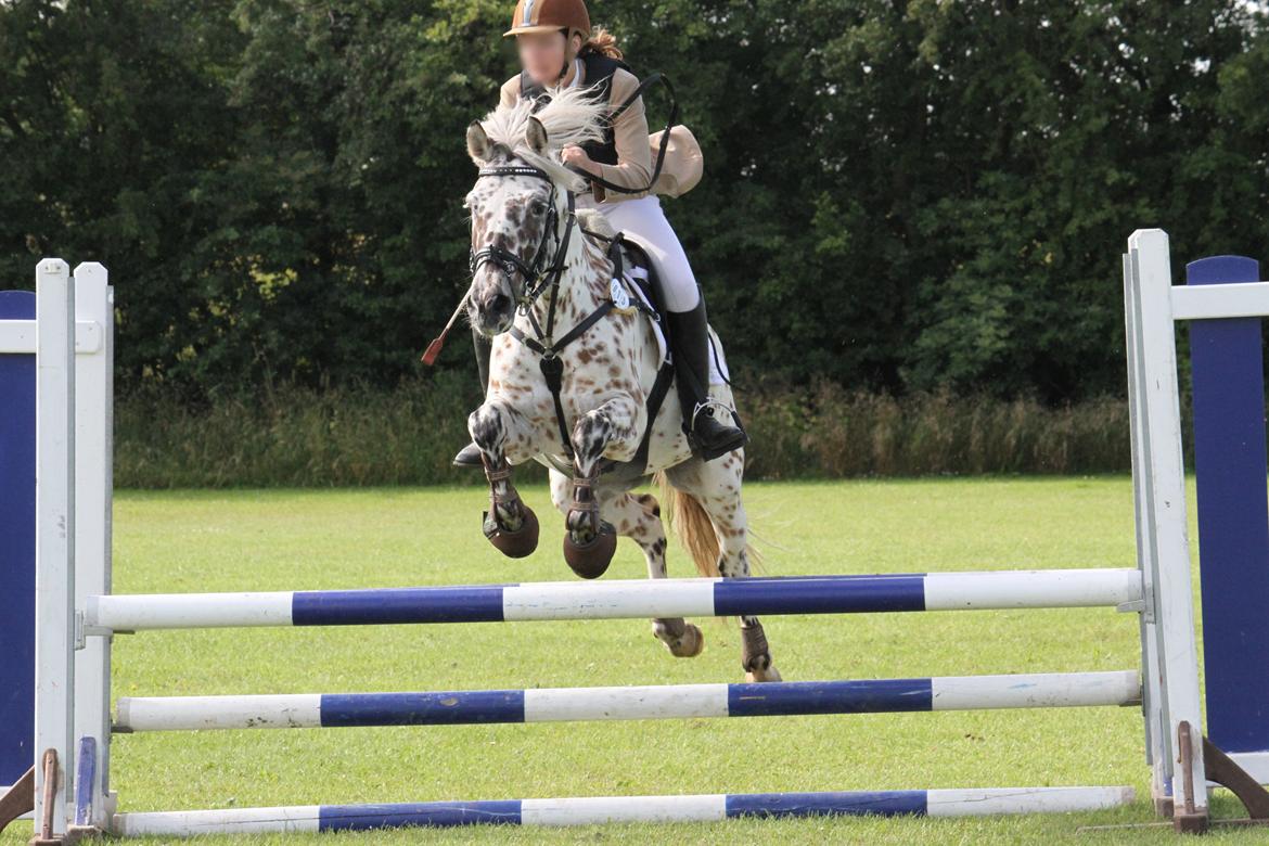 Appaloosa Collin-N - Slangerup Lynge rideklub billede 19