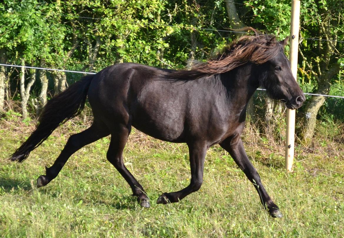 Anden særlig race Manse - Lækre Manse! :O billede 5