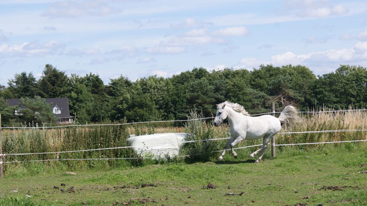 Anden særlig race Sunshine  billede 3