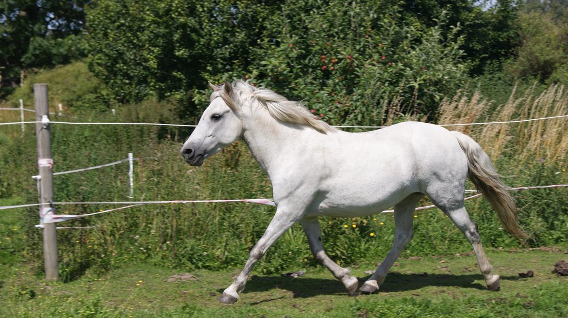 Anden særlig race Sunshine  billede 5