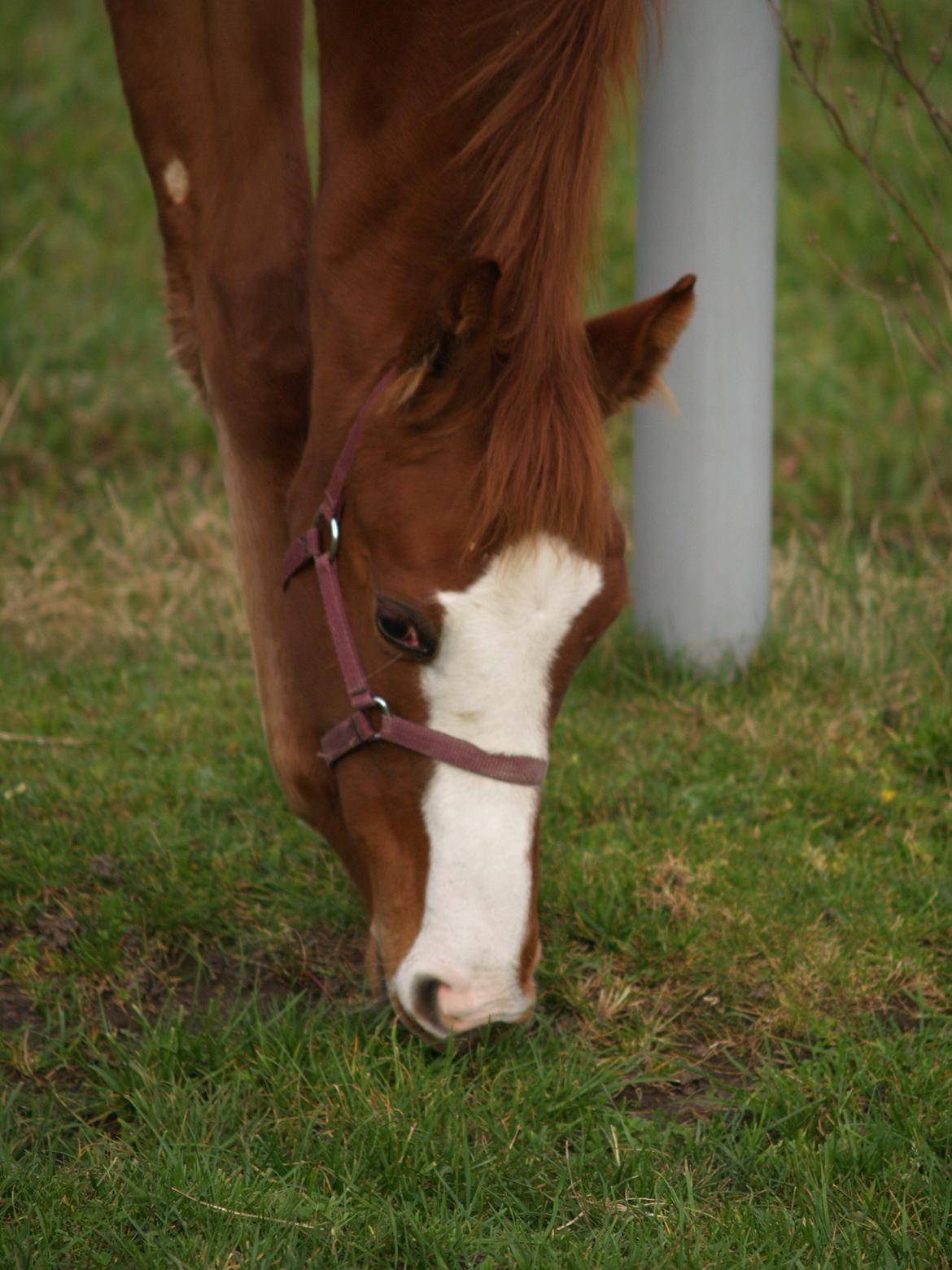 Dansk Varmblod Zodiaque H billede 1