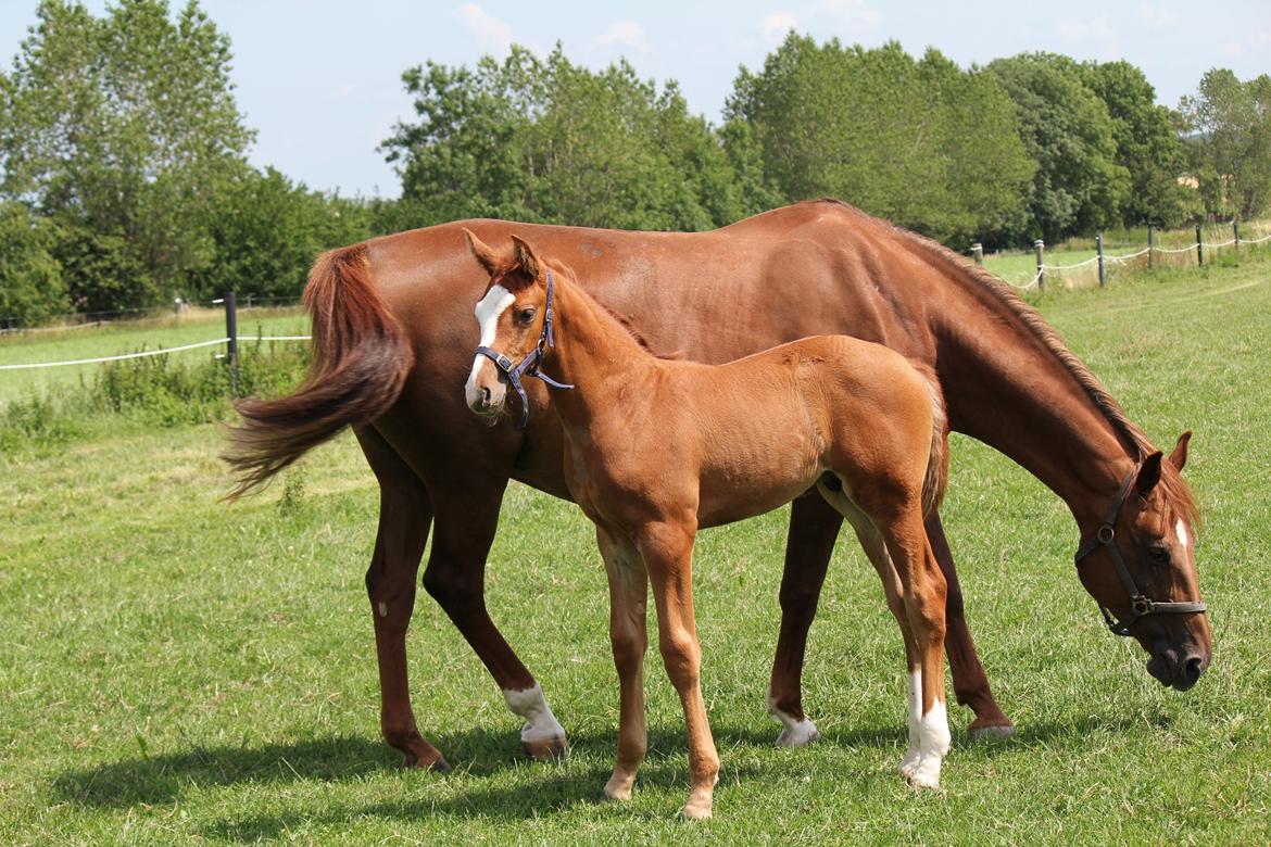 Dansk Varmblod Zodiaque H billede 2
