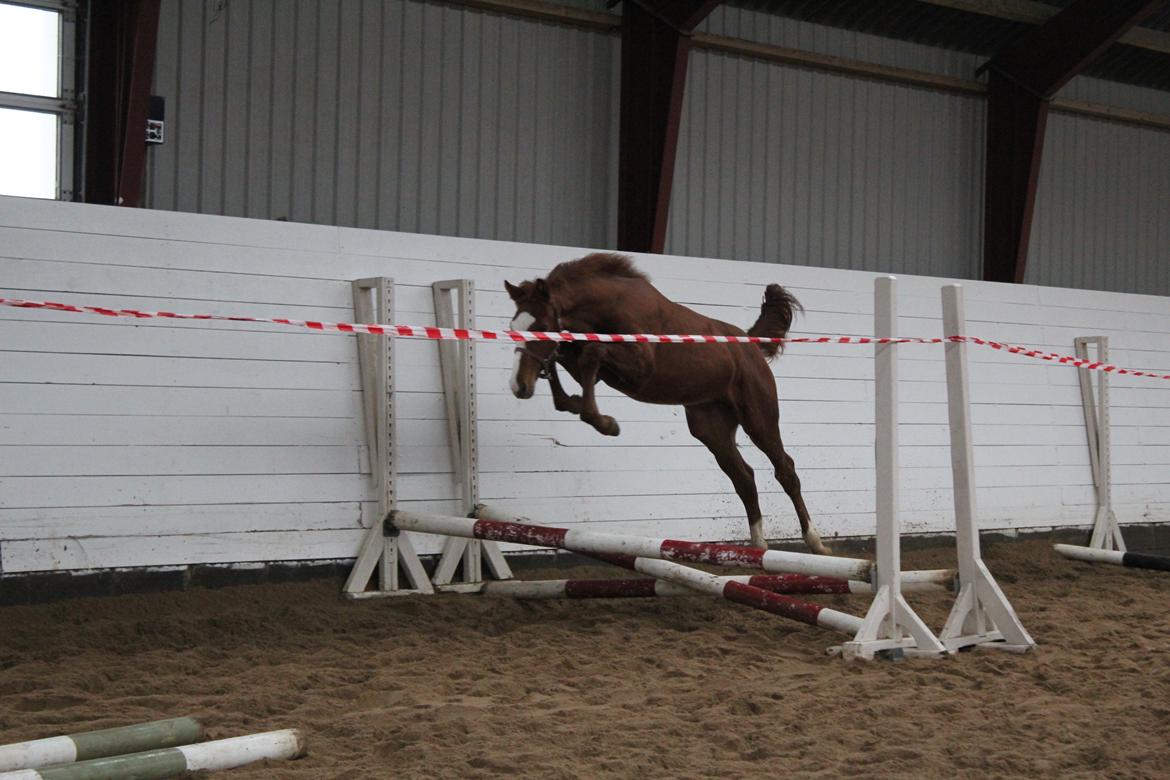 Dansk Varmblod Zodiaque H billede 3