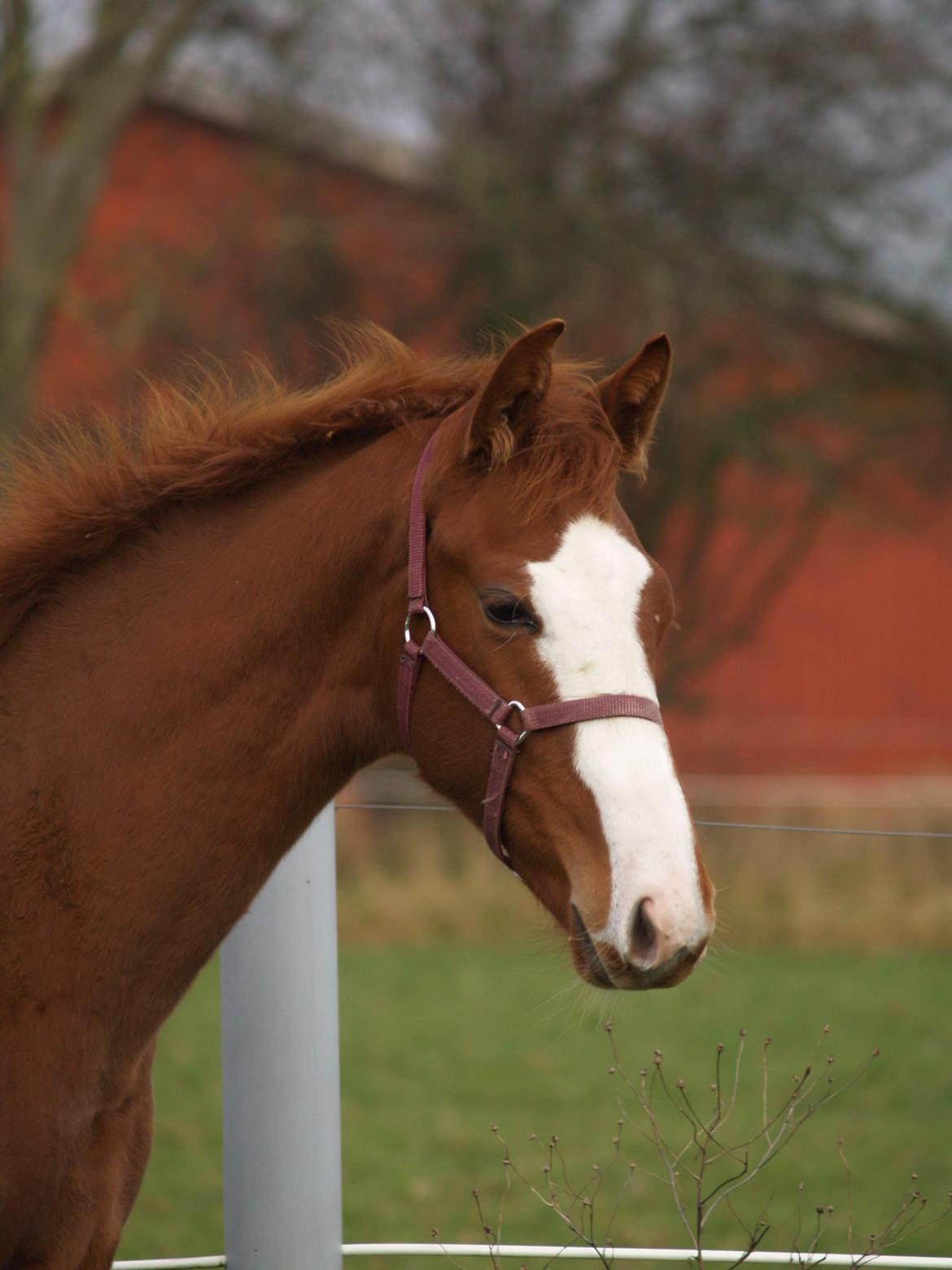 Dansk Varmblod Zodiaque H billede 4