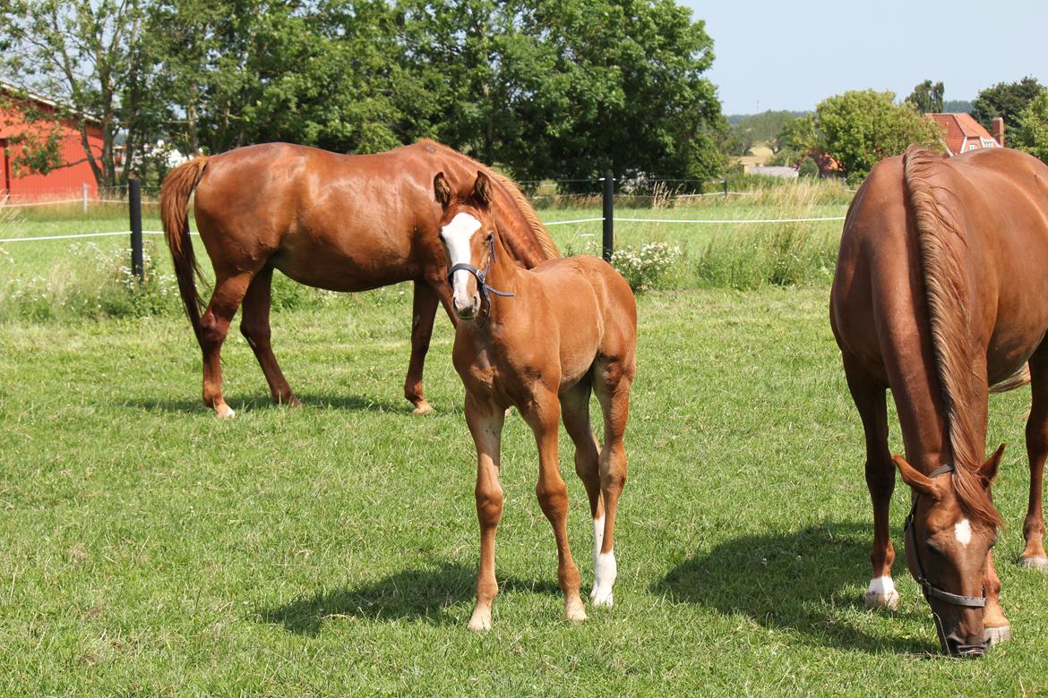 Dansk Varmblod Zodiaque H billede 5