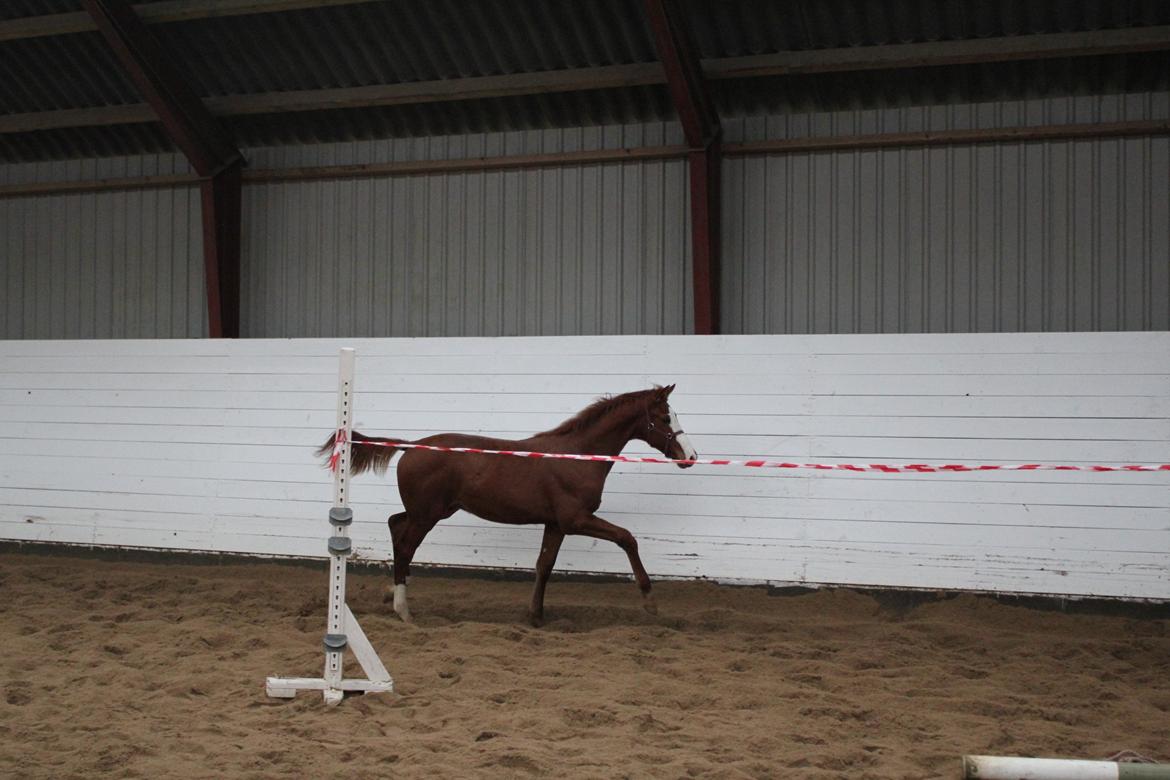 Dansk Varmblod Zodiaque H billede 6