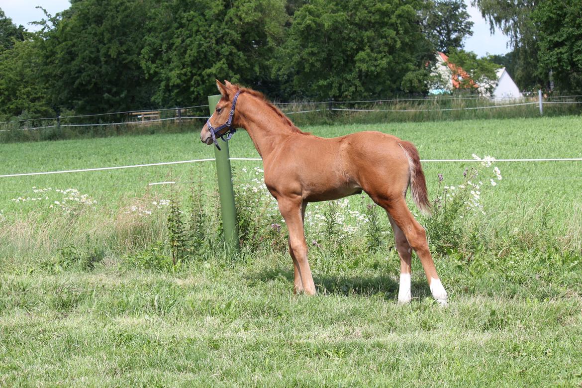 Dansk Varmblod Zodiaque H billede 7
