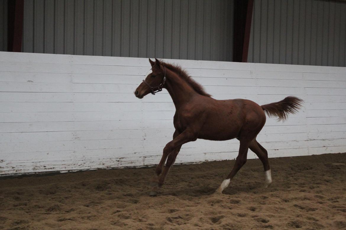 Dansk Varmblod Zodiaque H billede 8