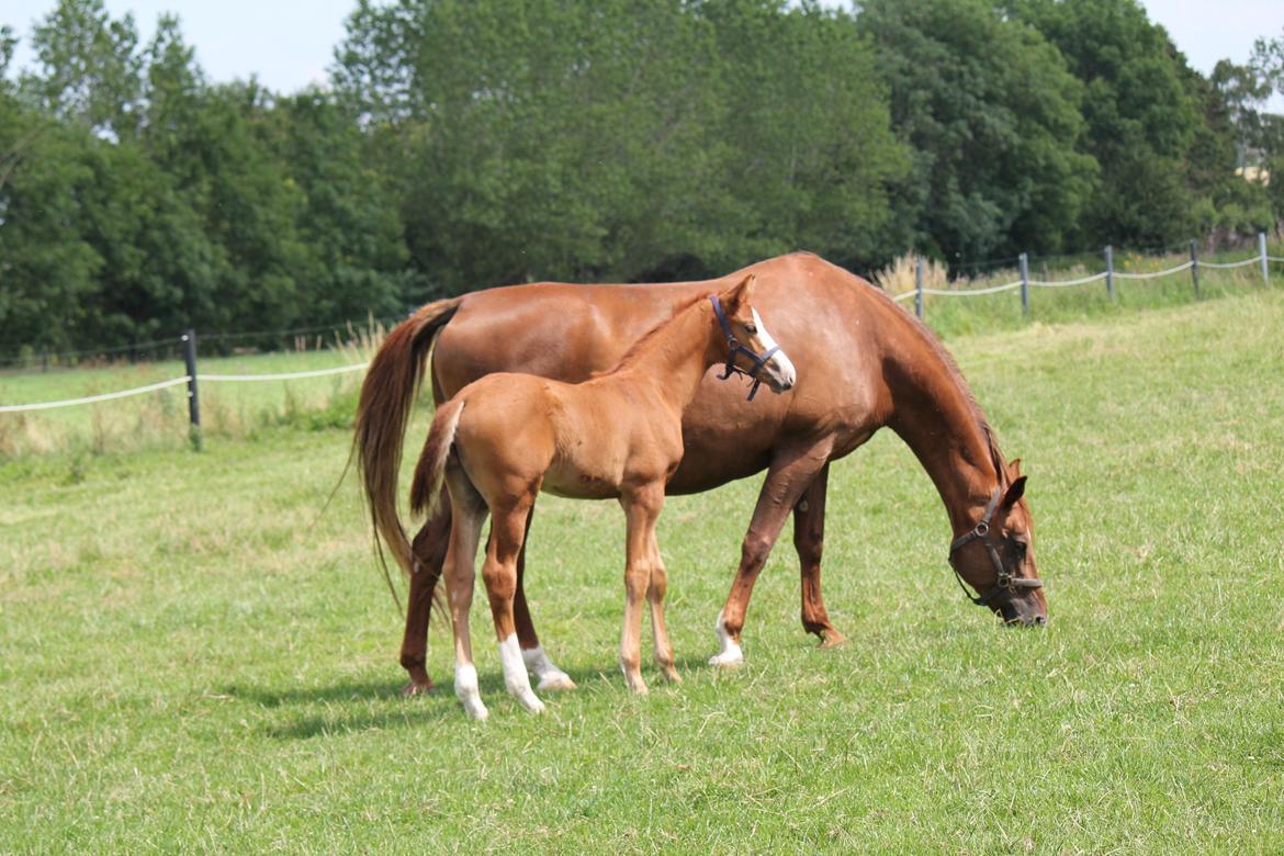 Dansk Varmblod Zodiaque H billede 9