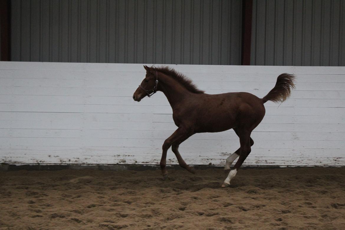 Dansk Varmblod Zodiaque H billede 10