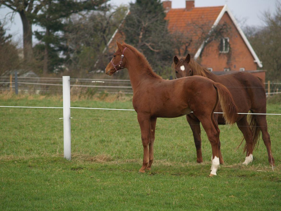Dansk Varmblod Zodiaque H billede 11
