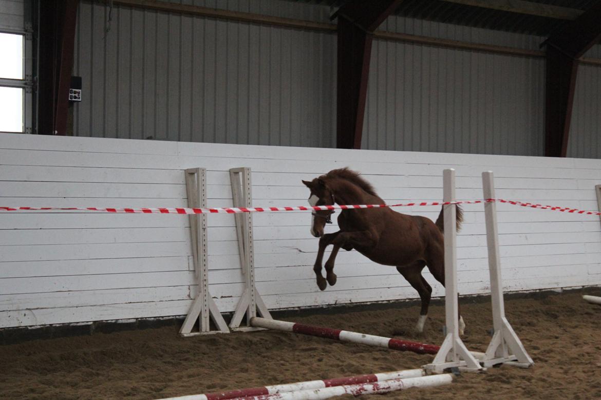 Dansk Varmblod Zodiaque H billede 12