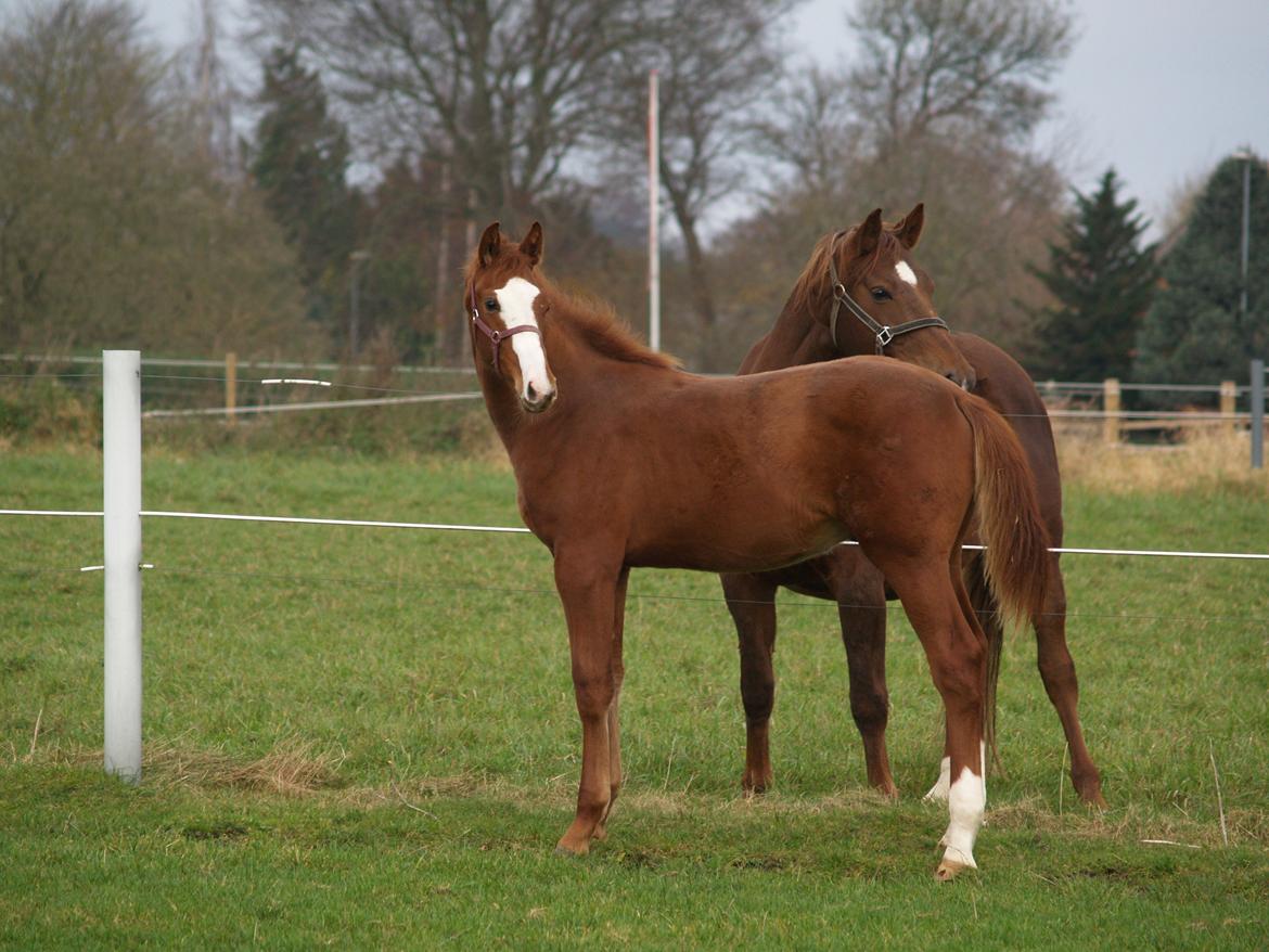 Dansk Varmblod Zodiaque H billede 13