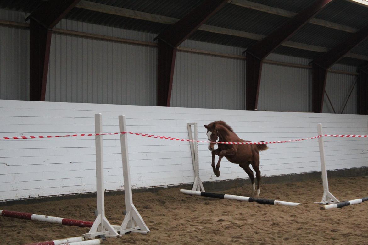 Dansk Varmblod Zodiaque H billede 14