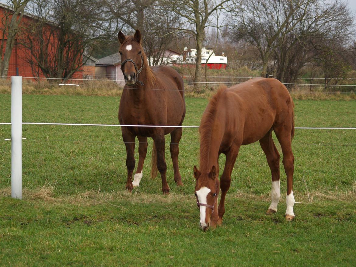 Dansk Varmblod Zodiaque H billede 15