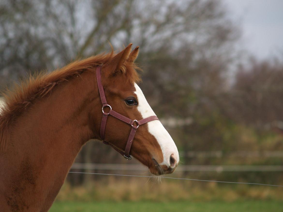 Dansk Varmblod Zodiaque H billede 16