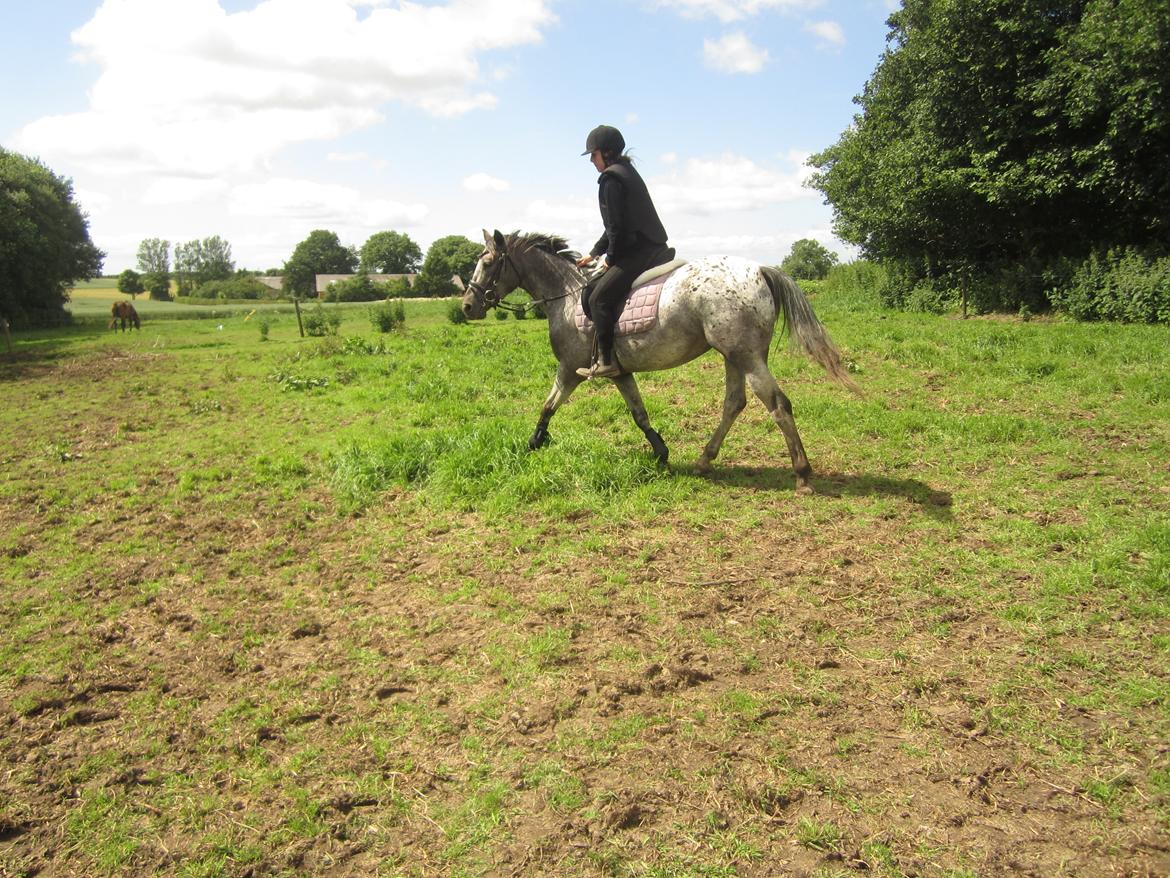 Knabstrupper elmelunds lua lani solgt billede 8