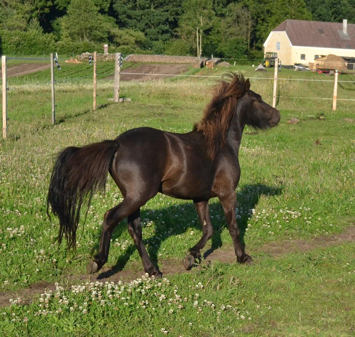 Anden særlig race Manse billede 7