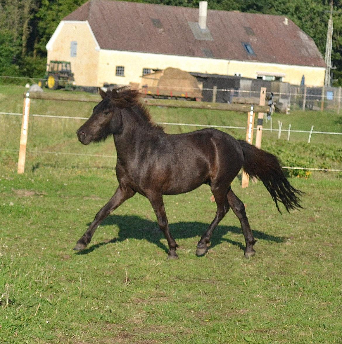 Anden særlig race Manse billede 10
