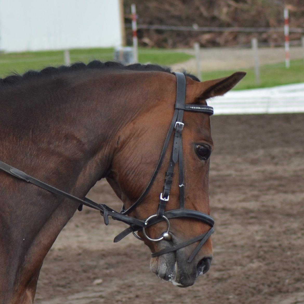 DSP Con Tender billede 10