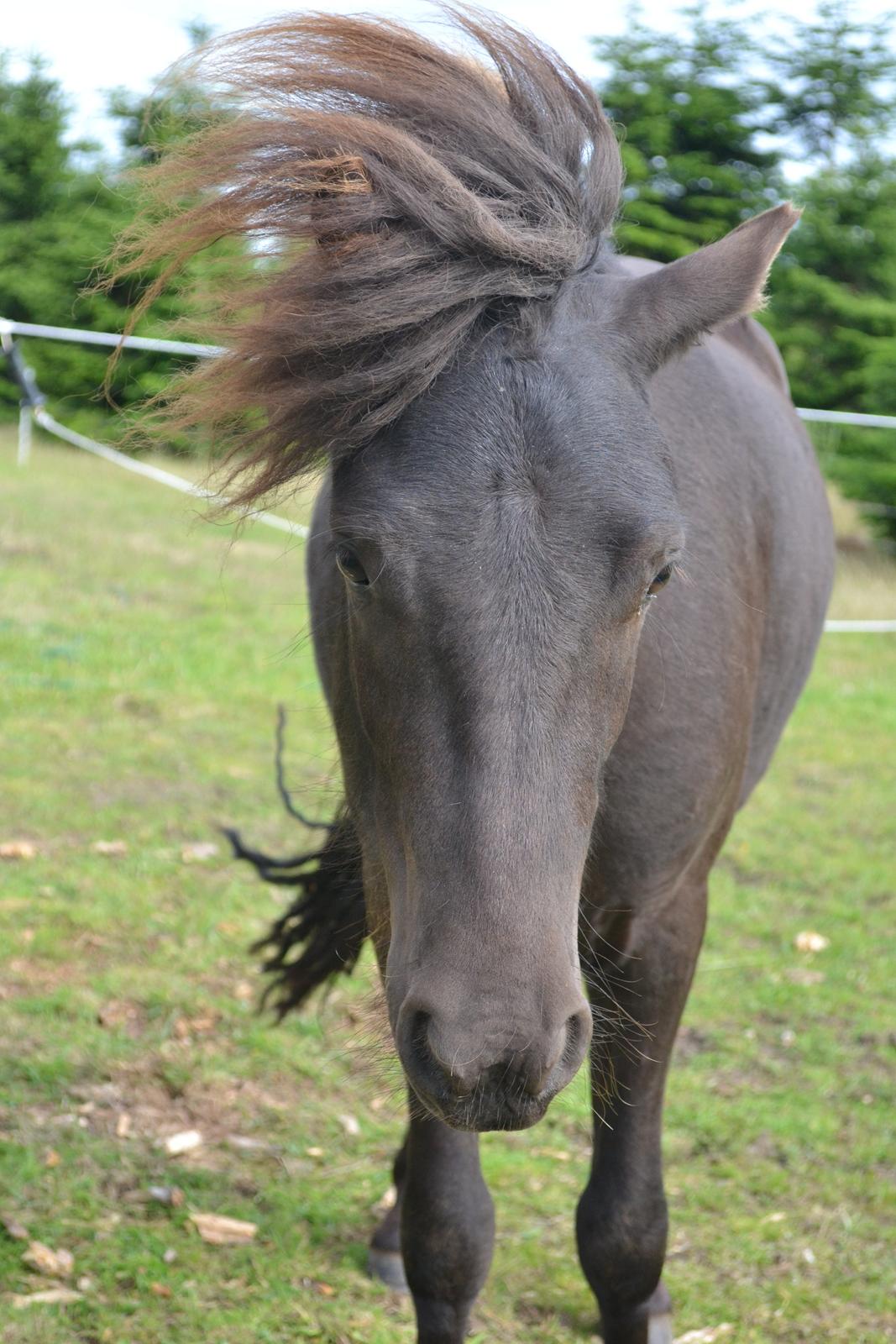 Anden særlig race Manse billede 11