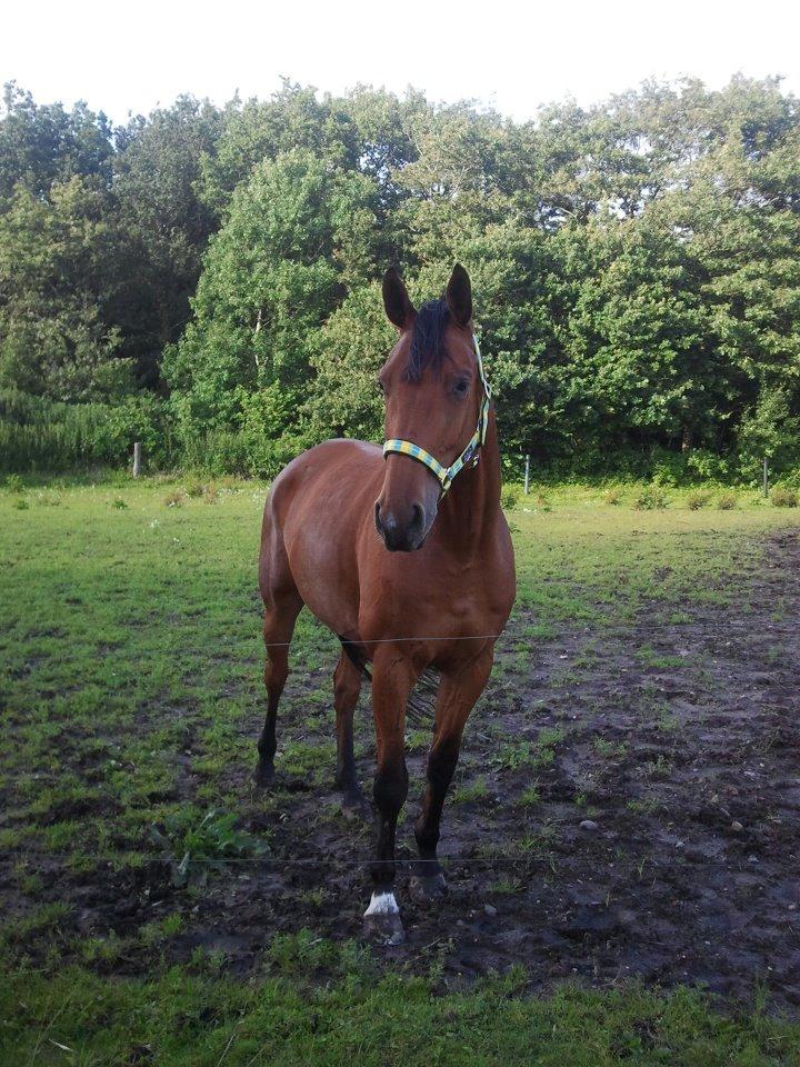 Anden særlig race Just A Boy (Justin) SOLGT billede 4