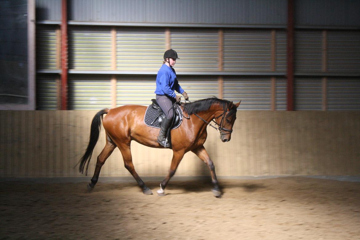 Anden særlig race Just A Boy (Justin) SOLGT billede 8