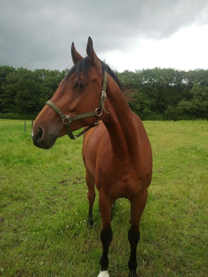 Anden særlig race Just A Boy (Justin) SOLGT billede 9