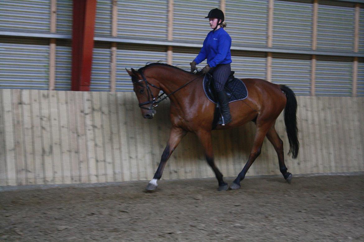 Anden særlig race Just A Boy (Justin) SOLGT billede 5