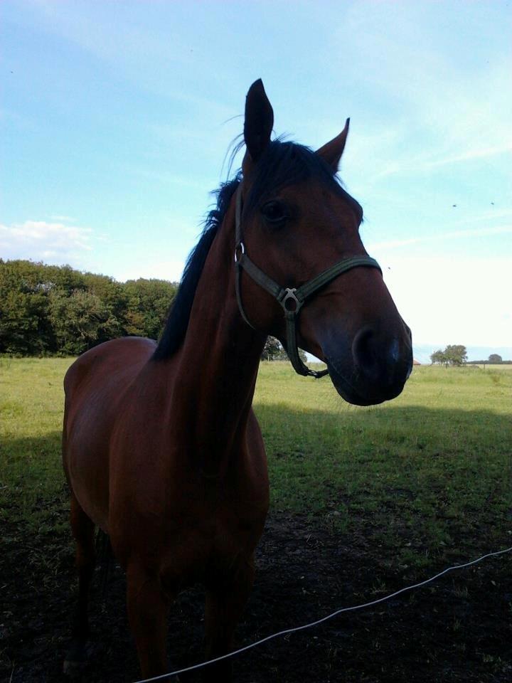 Anden særlig race Just A Boy (Justin) SOLGT billede 7