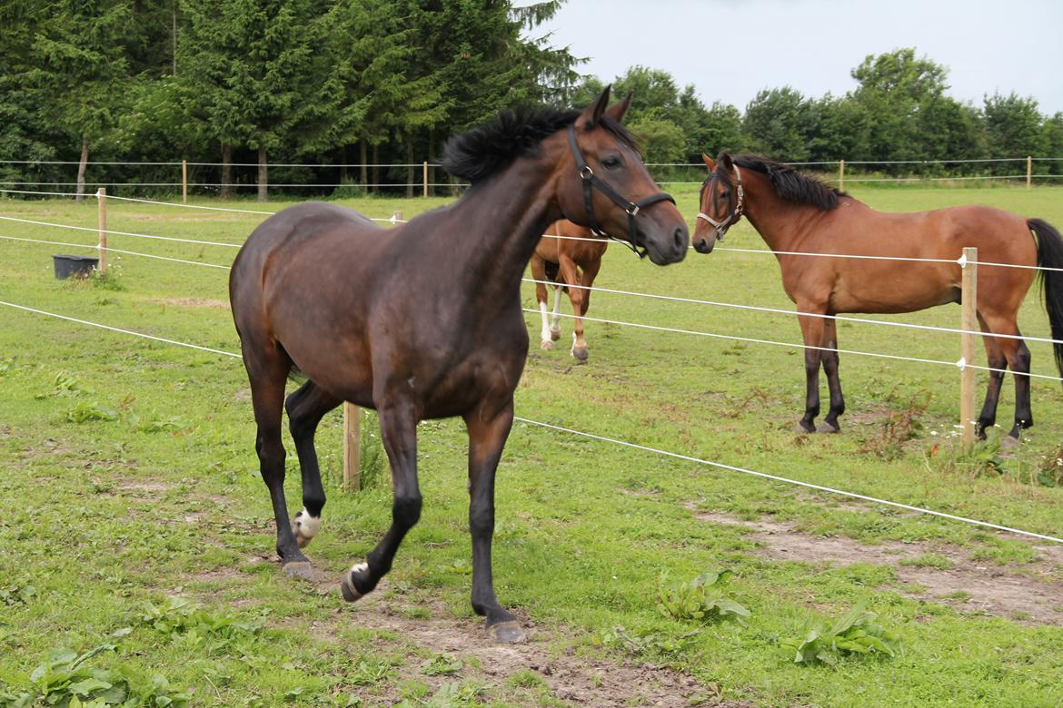 Dansk Varmblod Atterupgaards Lathyrus <3 (solgt) - Da jeg fik hende hjem <3 billede 2