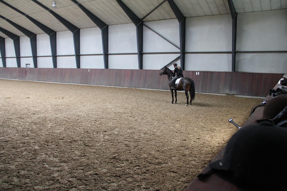 Dansk Varmblod Atterupgaards Lathyrus <3 (solgt) - Første gang jeg prøvede hende, hun var så sød <3 billede 3