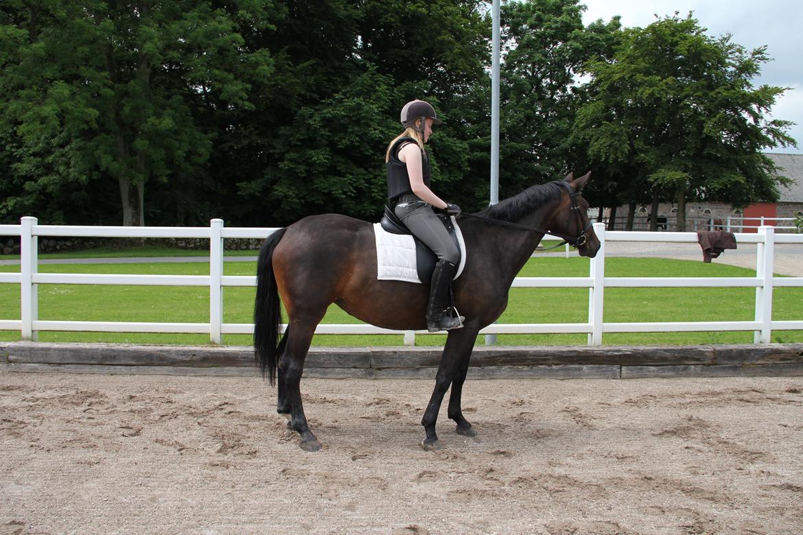 Dansk Varmblod Atterupgaards Lathyrus <3 (solgt) - Anden gang jeg prøvede hende, lille tykke hest <3 billede 4