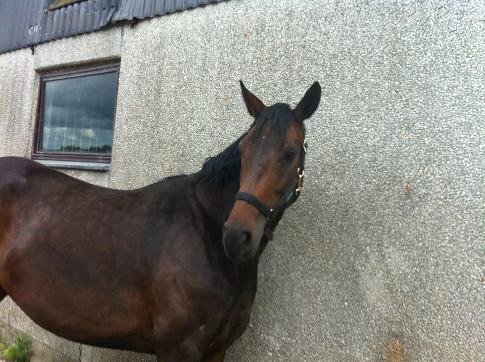 Dansk Varmblod Atterupgaards Lathyrus <3 (solgt) billede 5