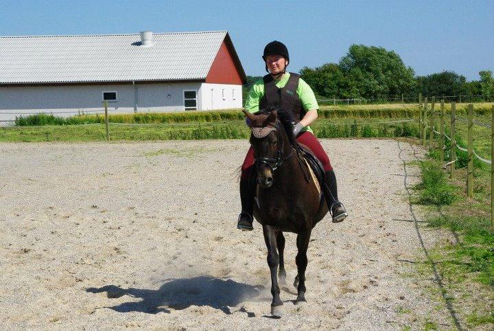 Welsh Pony (sec B) Butleigh Eleanor billede 8