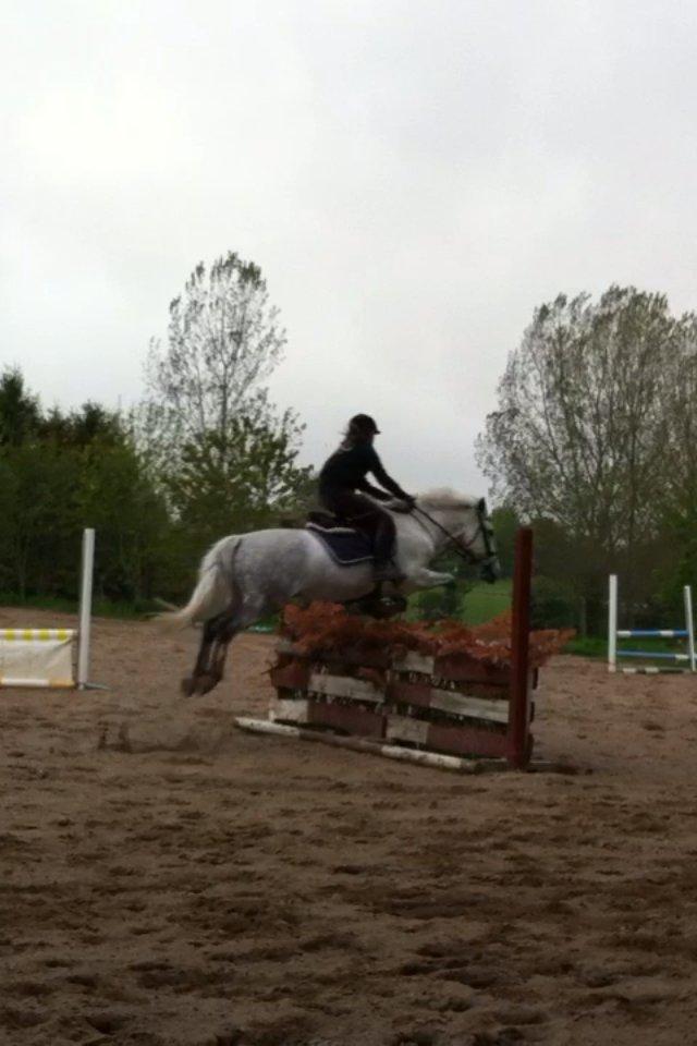 Anden særlig race Jock billede 9