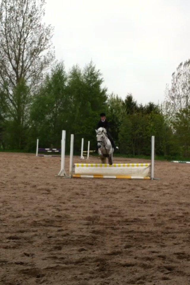 Anden særlig race Jock billede 10