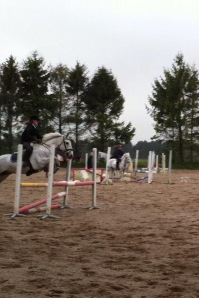 Anden særlig race Jock billede 11