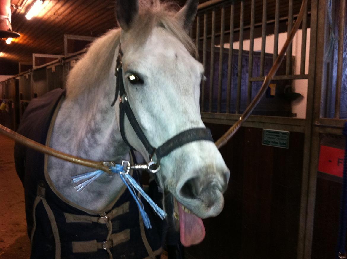 Anden særlig race Jock billede 12