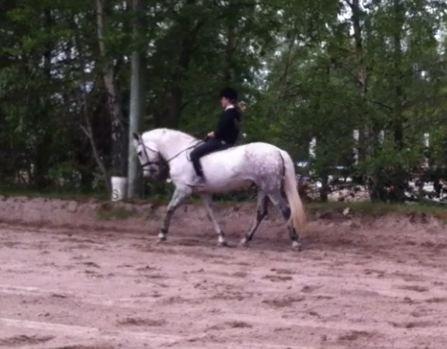 Anden særlig race Jock billede 14