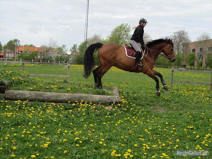 Holstener CONTENDER  *Baby* - springer banket hjemme, første forsøg: Sommer 2012 :) billede 14