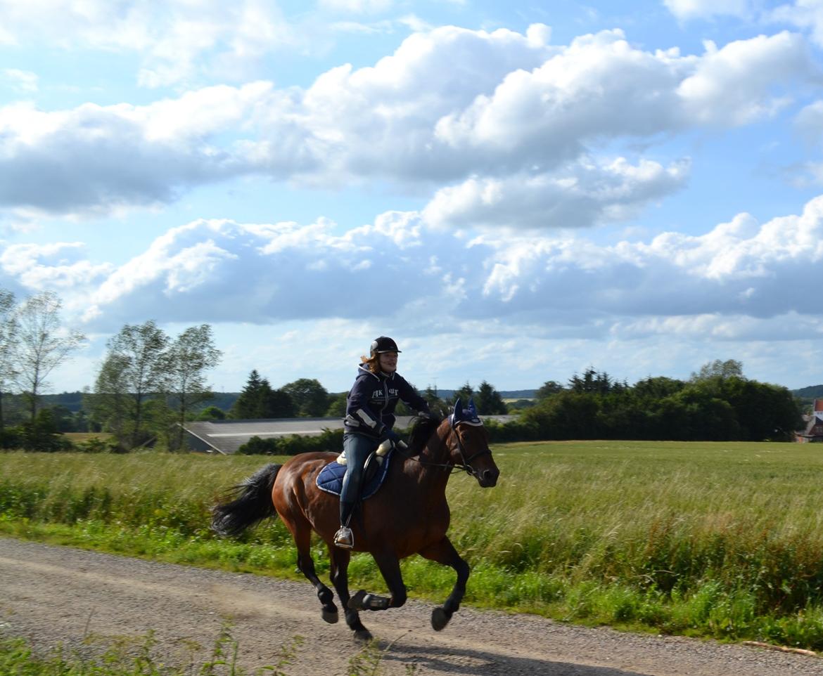 Hannoveraner Lille Per - 4. Fuld fart fremaaaaaad! Sommer 2012 billede 4