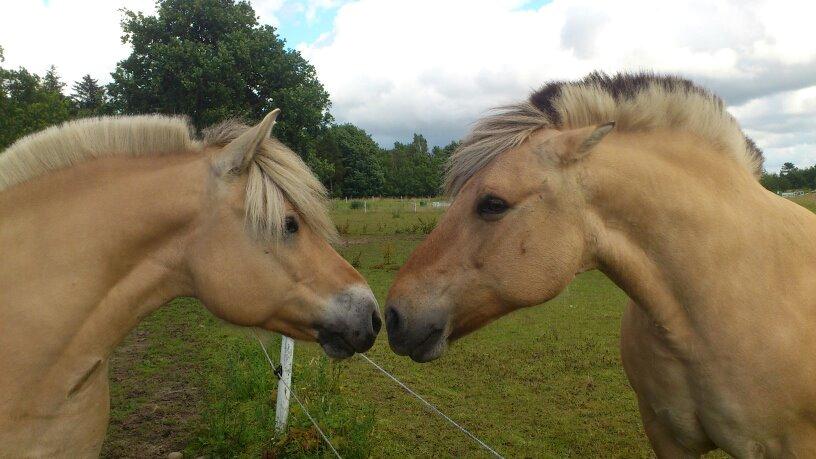 Fjordhest Capi - Fiona & Capi <3

- Mine skønne heste :-) billede 9