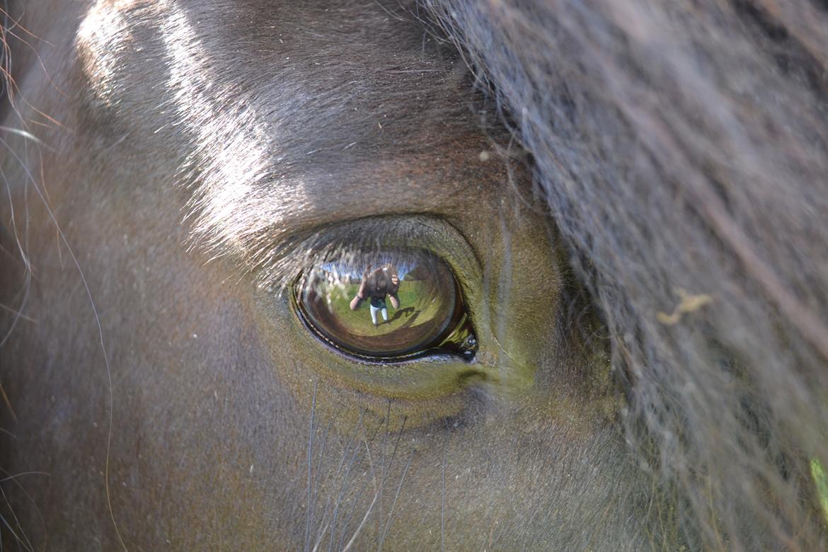 Islænder Askjör fra Lyskjær [Mit kæreste eje] billede 10