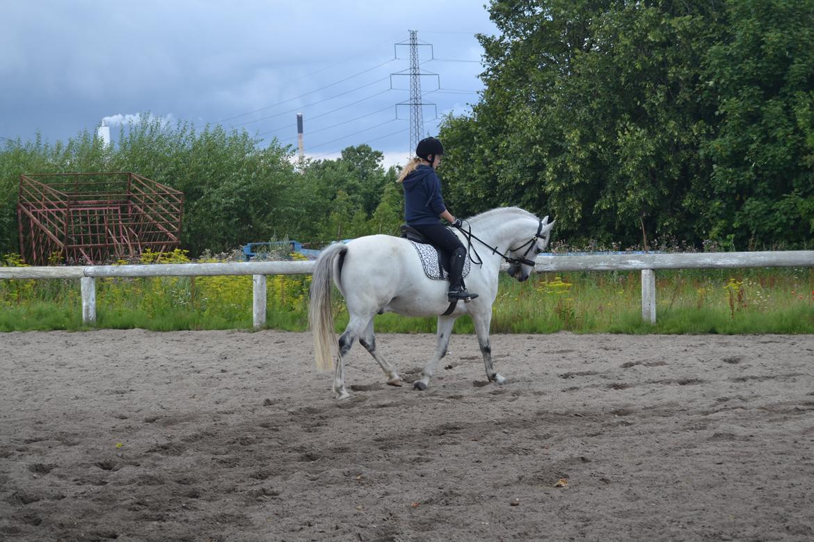 Anden særlig race Bill billede 1