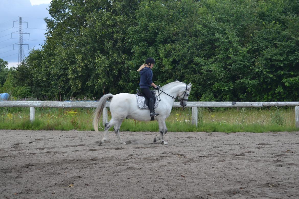 Anden særlig race Bill billede 2